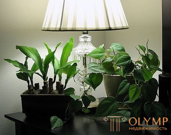 Декоративная подсветка комнатных растений.