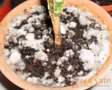   Mold on the ground in a flower pot: causes and elimination 