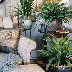   Placement of plants in the room 