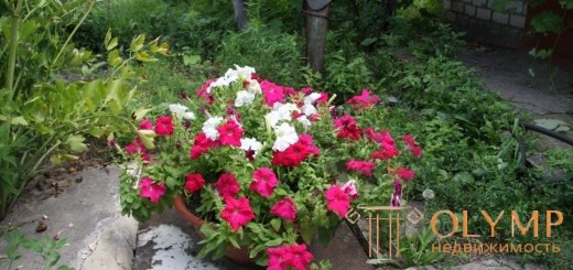   Flowering pot 