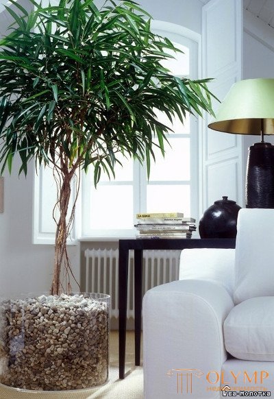   Phytodesign for a drawing room, a bedroom and an office 