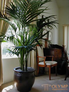   Why do we need indoor plants? 