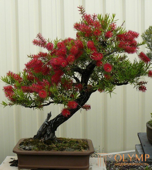   Plants for bonsai. 