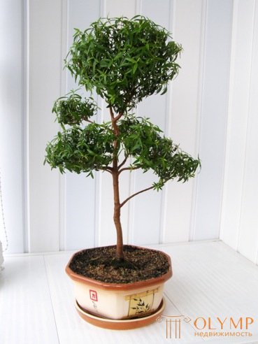   Plants for bonsai. 