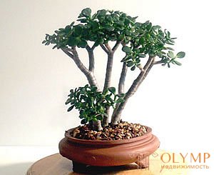   Plants for bonsai. 